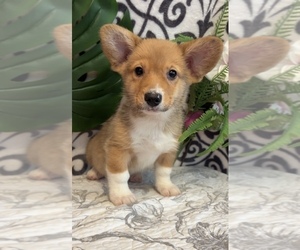 Shetland Sheepdog Puppy for sale in MARTINSVILLE, IN, USA