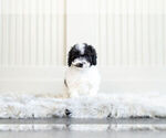 Small #4 Poodle (Miniature)