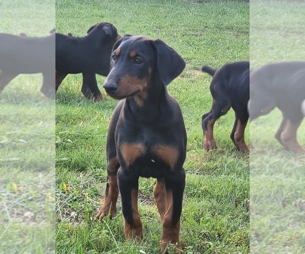 Medium Photo #1 Doberman Pinscher Puppy For Sale in ELGIN, TX, USA
