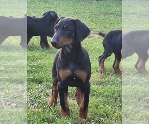 Doberman Pinscher Puppy for sale in ELGIN, TX, USA