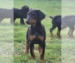 Small Doberman Pinscher