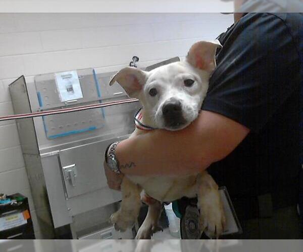 Medium Photo #1 American Pit Bull Terrier-Siberian Husky Mix Puppy For Sale in Fayetteville, NC, USA