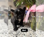 Puppy Puppy 4 French Bulldog