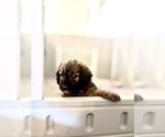 Small #3 Goldendoodle (Miniature)