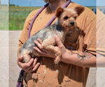 Small #1 Mutt