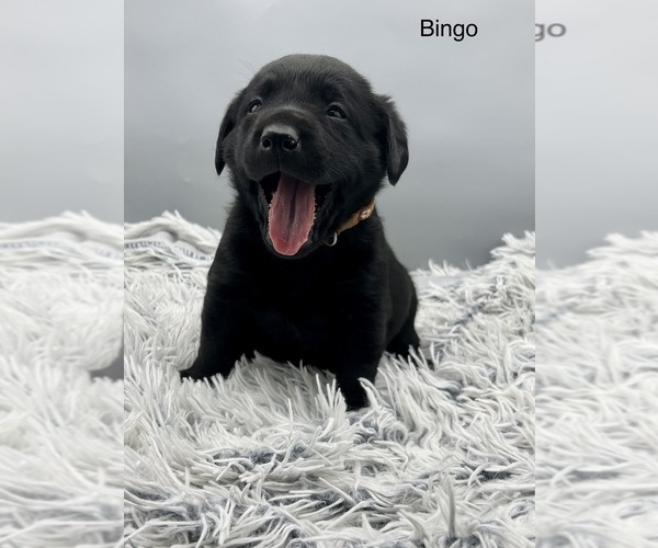 Medium Photo #12 Labrador Retriever Puppy For Sale in FREDERICKSBG, OH, USA