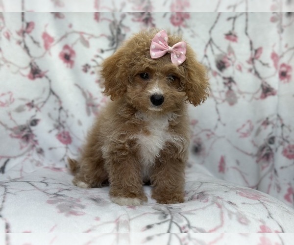 Medium Photo #10 Bichpoo Puppy For Sale in LAKELAND, FL, USA