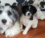 Small Havanese-Pom-A-Poo Mix