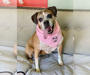 Ebba - Silver Heart - Female Boxer Dog for Adoption - Photo #7