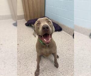 Weimaraner Dogs for adoption in Brighton, CO, USA