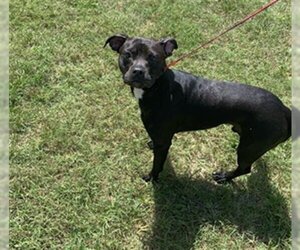 Boston Terrier-Staffordshire Bull Terrier Mix Dogs for adoption in Green Cove Springs, FL, USA
