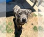 Small #2 American Staffordshire Terrier-Mastiff Mix