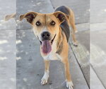 Small Photo #9 Beagle-German Shepherd Dog Mix Puppy For Sale in Lakewood, CO, USA