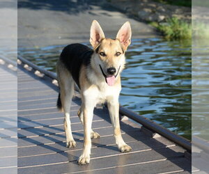 Harrison - Male German Shepherd Dog Dog for Adoption - Photo #19