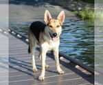 Small #18 German Shepherd Dog