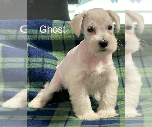 Medium Photo #4 Schnauzer (Miniature) Puppy For Sale in CO SPGS, CO, USA