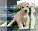 Small Photo #4 Schnauzer (Miniature) Puppy For Sale in CO SPGS, CO, USA