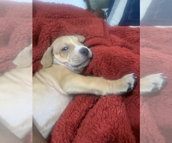 Medium Photo #5 America Bandogge Mastiff-Cane Corso Mix Puppy For Sale in KINGSPORT, TN, USA