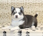 Small #1 Pomsky