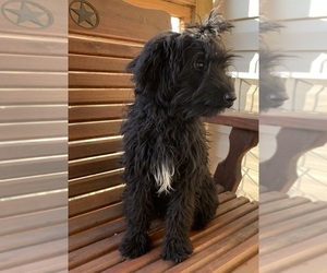 Aussiedoodle Puppy for sale in NACOGDOCHES, TX, USA
