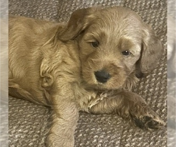 Medium Photo #4 Goldendoodle (Miniature) Puppy For Sale in PLATTE CITY, MO, USA