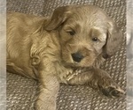 Litter of 6 - Male(s) and Female(s) Goldendoodle (Miniature)Litter of Puppies for Sale - Photo #4