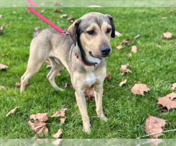Medium Photo #1 Labrador Retriever-Unknown Mix Puppy For Sale in Martinez, CA, USA