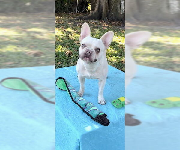 Medium Photo #9 French Bulldog Puppy For Sale in Weston, FL, USA