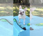 Small #8 French Bulldog
