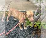Small #1 American Pit Bull Terrier Mix