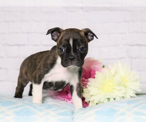 Boston Terrier Puppy for sale in FREDERICKSBG, OH, USA