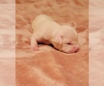 Small #5 American Bulldog