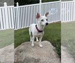 Small #2 Chihuahua Mix