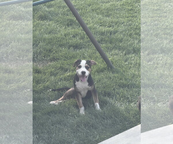 Medium Photo #5 Australian Shepherd-Catahoula Leopard Dog Mix Puppy For Sale in Sandy, UT, USA