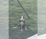 Small #4 Australian Shepherd-Catahoula Leopard Dog Mix