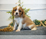Small Photo #19 Cavalier King Charles Spaniel Puppy For Sale in GOSHEN, IN, USA