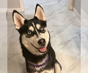 Siberian Husky-Unknown Mix Dogs for adoption in Fargo, ND, USA