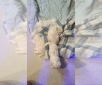 Small #5 Maltese