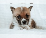 Small Photo #2 Pembroke Welsh Corgi Puppy For Sale in SAN FRANCISCO, CA, USA
