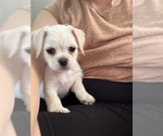 Small #5 Mutt