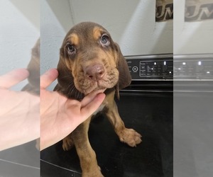 Bloodhound Puppy for sale in TRENTON, TX, USA