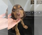 Small Bloodhound
