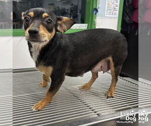 Chiweenie Dogs for adoption in Washington, DC, USA