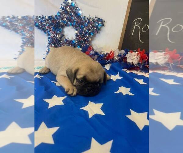 Medium Photo #4 Pug Puppy For Sale in BRIDGEWATER, VA, USA