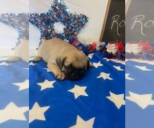 Medium Pug