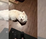 Small #1 Samoyed Mix