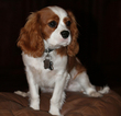 Small Photo #1 Cavachon Puppy For Sale in SHOW LOW, AZ, USA