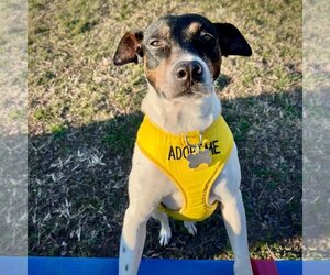 Rat Terrier Dogs for adoption in Atlanta, GA, USA