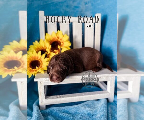 Medium Photo #26 Labradoodle Puppy For Sale in ELIZABETH CITY, NC, USA