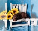Small Photo #26 Labradoodle Puppy For Sale in ELIZABETH CITY, NC, USA